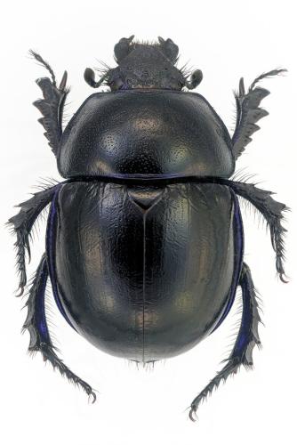 Réf. 307 250 : Trypocopris vernalis